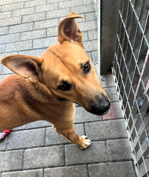 SIMBA BELLISSIMO LUPETTO Foto 3